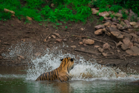 tiger cubs learning skills by fighting with each other at ranthambore national park, indiaの写真素材