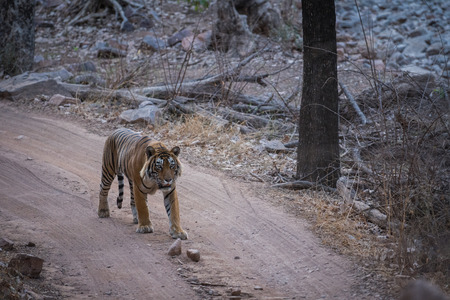 A dominant male tiger on territory marking and on evening stroll at Ranthambore Tiger Reserve, India
