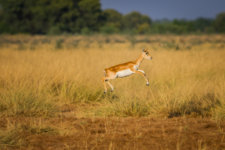 A blackbuck fawn flying at tal chappar blackbuck sanctuary. This sanctuary also famous for raptors.の写真素材