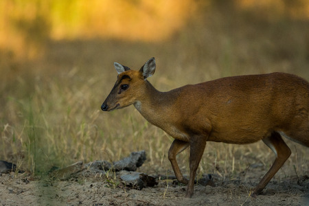 A barking deer from forest of central india at bandhavgarh tiger reserveの写真素材