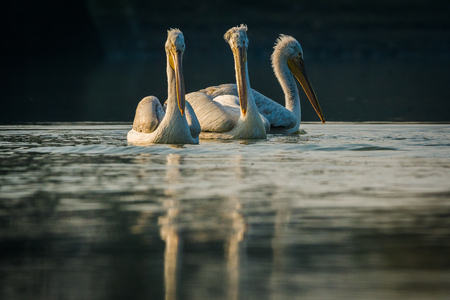 Dalmatian pelican swimming in lake water and catching fishes at Keoladeo National Park, Indiaの写真素材