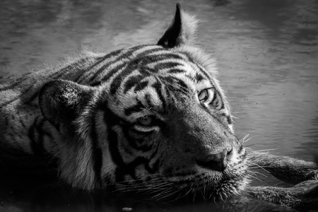 Tiger in nature habitat and cooling off in water in hot summers at Ranthambore Tiger Reserve, Indiaの写真素材