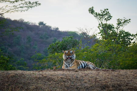 A wild male tiger resting with hill and sky in background at Ranthambore Tiger Reserve, Indiaの写真素材