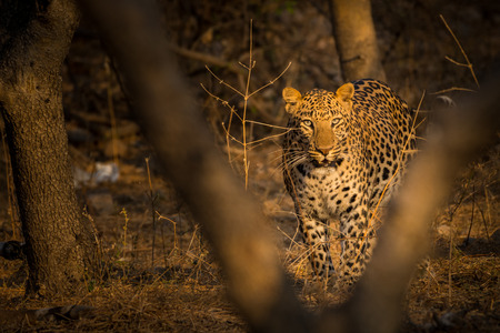 An early morning encounter with a ghost or one of the most elusive animal of the jungle at...
