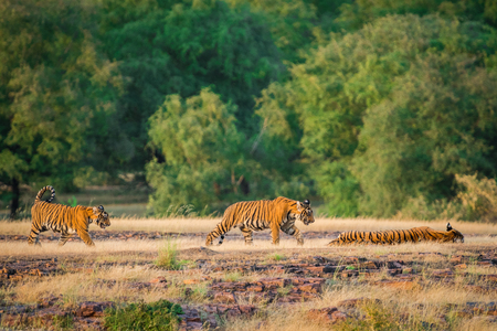 A tigress and her cubs whole tiger family resting during evening light at Ranthambore Tiger Reserve, Indiaの写真素材