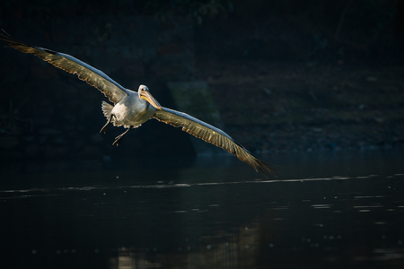 Dalmatian pelican swimming in lake water and catching fishes at Keoladeo National Park, Indiaの写真素材