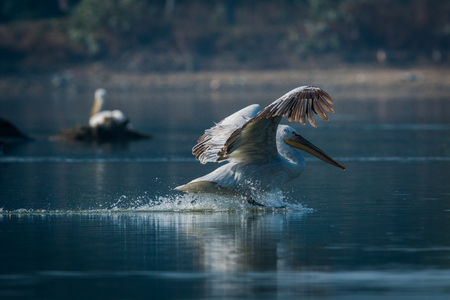 Dalmatian pelican swimming in lake water and catching fishes at Keoladeo National Park, Indiaの写真素材