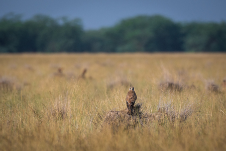 A habitat image of Common kestrel or Falco tinnunculus sitting on a beautiful perch at tal chappar blackbuck sanctuary, Indiaの写真素材
