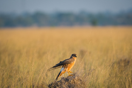 A habitat image of Montagu's harrier or Circus pygargus sitting on a beautiful grassland of tal chappar blackbuck sanctuary, Indiaの写真素材