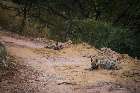 Striped hyena (Hyaena hyaena) pair closeup resting in a cool place and shade with green background at jhalana forest reserve, Jaipurの写真素材