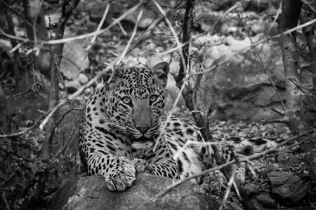 A close encounter with a ghost of the jungle. An indian leopard angry face from jhalana forest reserve, jaipur, indiaの写真素材