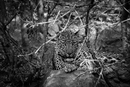A close encounter with a ghost of the jungle. An indian leopard angry face from jhalana forest reserve, jaipur, indiaの写真素材