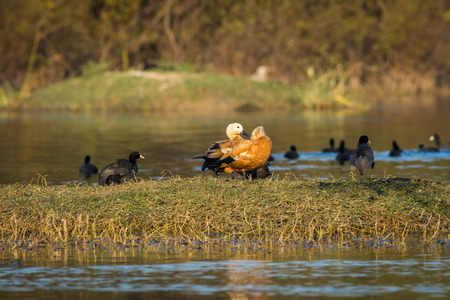 A grooming display by the Ruddy shelduck pair at keoladeo national park, bharatpur bird sanctuary, rajasthan, indiaの写真素材