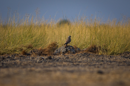 A habitat image of Common kestrel or Falco tinnunculus sitting on a beautiful perch with a green...