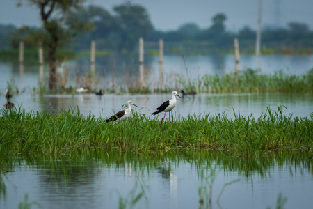 Black-winged stilt (Himantopus himantopus) pair in a blue scenic background at keoladeo national park, bharatpur, rajasthan, indiaの写真素材