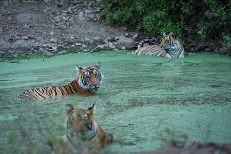 A bengal tiger (panthera tigris) family  quenching her thirst and cooling off in water in  monsoon season at  Ranthambore National Park, Rajasthan, Indiaの写真素材