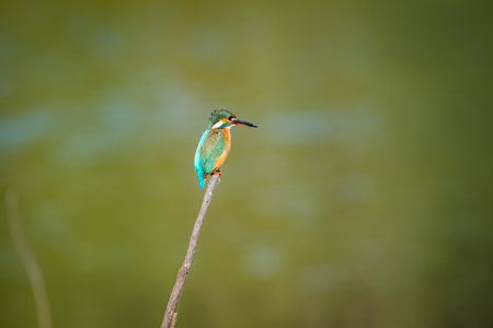 A common kingfisher or Alcedo atthis sitting on a beautiful perch with green background at keoladeo national park, bharatpur, indiaの写真素材