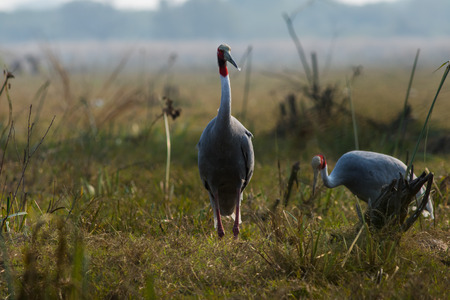 A nature painting scenery created by sarus crane or Grus antigone pair closeup in early morning hours at keoladeo national park, bharatpur,rajasthan, indiaの写真素材