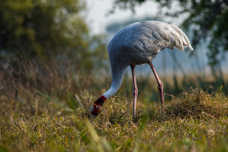 A nature painting scenery created by sarus crane or Grus antigone closeup in early morning hours at keoladeo national park, bharatpur,rajasthan, indiaの写真素材