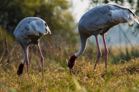 A nature painting scenery created by sarus crane or Grus antigone pair closeup in early morning hours at keoladeo national park, bharatpur,rajasthan, indiaの写真素材