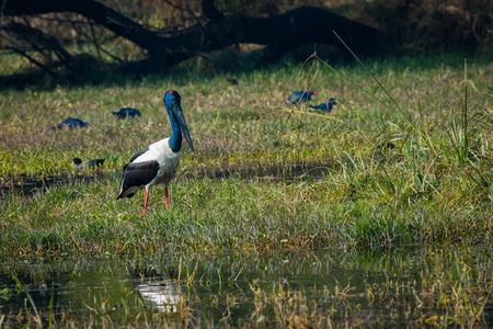 An alert male Black-necked stork searching for bird to kill in a winter morning at wetland of keoladeo national park, bharatpur, indiaの写真素材