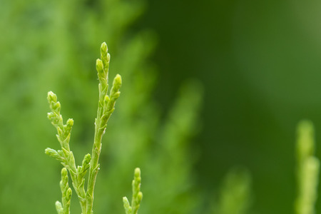 Green leaves texture background
