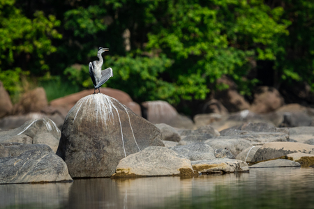 grey heron (Ardea cinerea) in breeding season calling mate and display wingspan in love shape with a green background near chambal river bank on rock at rawatbhata, kota, rajasthan, indiaの写真素材