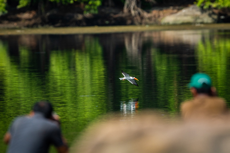 Indian skimmer or Indian scissors-bill (Rynchops albicollis) skimming and flying over chambal river in a beautiful green blue background at rawatbhata, kota, rajasthan, indiaの写真素材