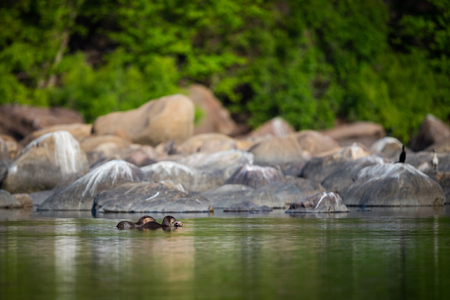 A habitat image of Smooth-coated otter (Lutrogale pers) pair eating fish in morning light with green trees reflection in a calm water of chambal river at rawatbhata, kota, rajasthan, indiaの写真素材