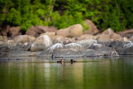 A habitat image of Smooth-coated otter (Lutrogale pers) pair eating fish in morning light with green trees reflection in a calm water of chambal river at rawatbhata, kota, rajasthan, indiaの写真素材