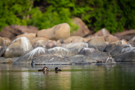 A habitat image of Smooth-coated otter (Lutrogale pers) pair eating fish in morning light with green trees reflection in a calm water of chambal river at rawatbhata, kota, rajasthan, indiaの写真素材