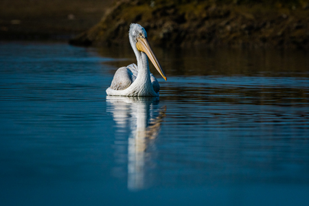 Dalmatian pelican portrait in early morning blue hour in lake water and catching fishes at Keoladeo National Park, bharatpur, rajasthan, Indiaの写真素材