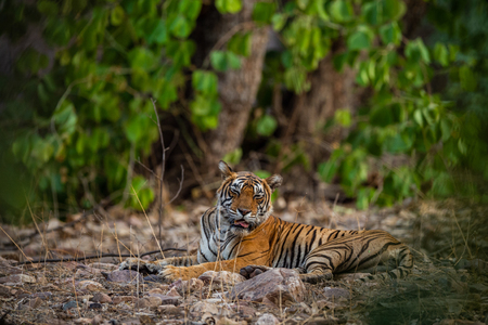 A female tiger resting in evening with beautiful surrounding just before going to start territory marking at Ranthambore National Park, Indiaの写真素材