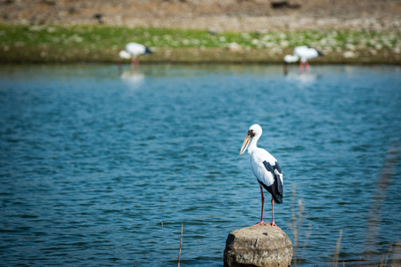 Asian openbill stork or Anastomus oscitans portrait on a rock perch in blue water background of padam lake at ranthambore tiger reserve, rajasthan, indiaの写真素材