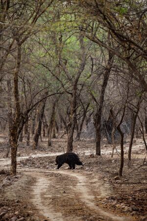 Sloth bear or Melursus ursinus walking on the road Ranthambore National Park, Rajasthan, India, Asia. Big animal in forest habitat.の写真素材