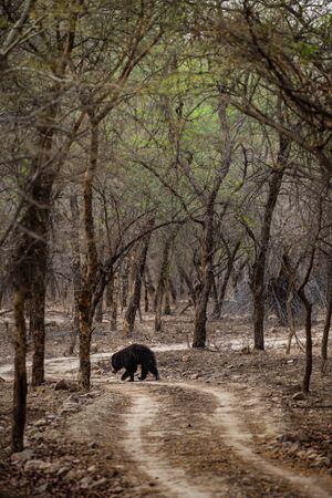 Sloth bear or Melursus ursinus walking on the road Ranthambore National Park, Rajasthan, India,...