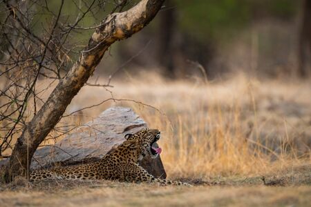 An angry and aggressive female leopard or panthera pardus with yawn expression at ranthambore tiger reserve, rajasthan, indiaの写真素材