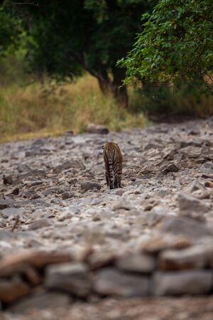 A female tiger walking on ramganga river bed on stones and rocks for territory marking at Corbett National Park, uttarakhand, Indiaの写真素材