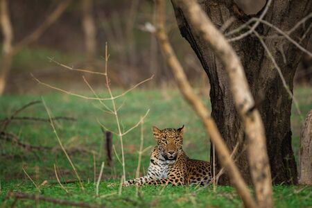 A female leopard or panther or panthera pardus in green background at jhalana forest reserve, jaipur, rajasthan, indiaの写真素材