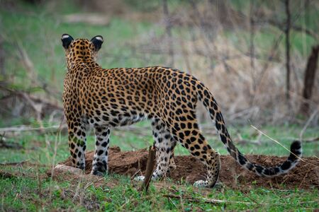 A female leopard or panther or panthera pardus in green background at jhalana forest reserve, jaipur, rajasthan, indiaの写真素材