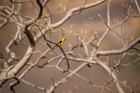 Eurasian golden oriole - Oriolus oriolus passerine bird in the oriole family clicked at keoladeo, bharatpur this bird is found in many parts of Asia -   Siberia, Ussuriland, China, Korea, Vietnam, India, Bangladesh, Thailand, Singapore.の写真素材