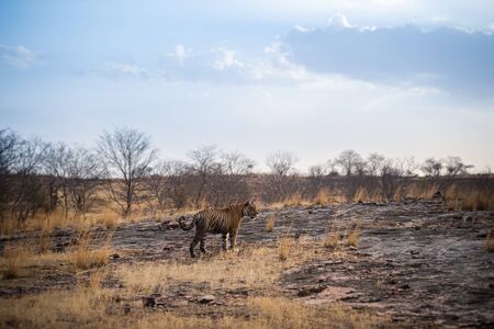 A wild male tiger patrolling his territory and on stroll in backdrop ranthambore hills. Habitat and...