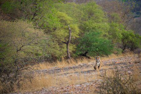 A wild male tiger patrolling his territory and on stroll in backdrop ranthambore hills. Habitat and landscape of dry deciduous forest with blue sky and hills of ranthambore national park, rajasthan, indiaの写真素材