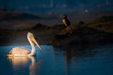 Dalmatian pelican portrait in early morning blue hour in lake water with reflection and catching fishes at Keoladeo National Park, bharatpur, rajasthan, Indiaの写真素材