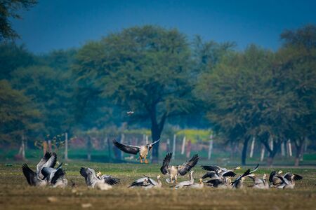 Bar-headed goose or Anser indicus flock flying in beautiful blue background in an open grass field at Indiaの写真素材