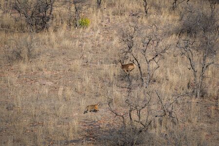 Habitat image with a female tiger cub and alert running sambar deer at Ranthambore National Park. A beautiful tiger cub in search for huge prey at dry hill during hot summer at Ranthamboreの写真素材