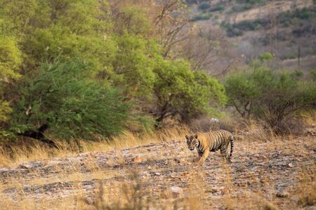 A royal bengal male tiger or panthera tigris on prowl with a beautiful green trees background and...