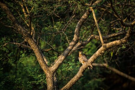 A beautiful image of White-eyed buzzard or Butastur teesa sitting on a perch at keoladeo bird sanctuary, bharatpur, Indiaの写真素材