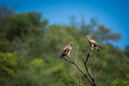 A beautiful image of White-eyed buzzard or Butastur teesa pair sitting on a perch in green and blue sky background at keoladeo national park, bharatpur, Indiaの写真素材