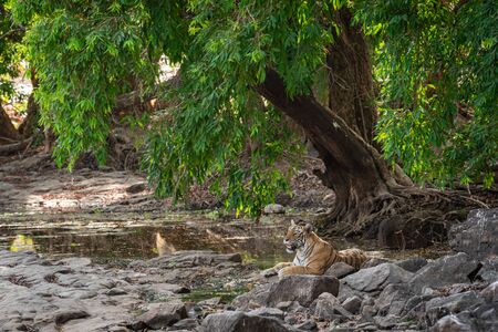 Habitat image of wild female tiger resting under shade of Java Plum trees for cool breeze in very hot afternoon summer at Ranthambore national park, sawai madhopur, rajashthan, indiaの写真素材